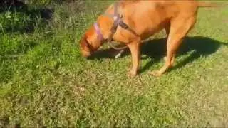 Great dane / Bull arab / Rhodesian Ridgeback dog park