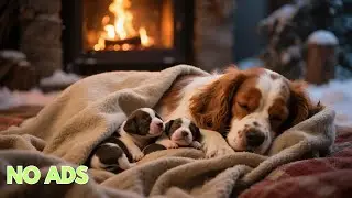 12 HOURS of Relaxing Music For Dogs🎵Anti Separation Anxiety Relief 🐶 Pet music🦮 No Ads