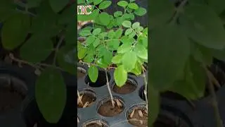 Root Trainer  to sow and grow seeds. Made from high quality foldable materials, #viral
