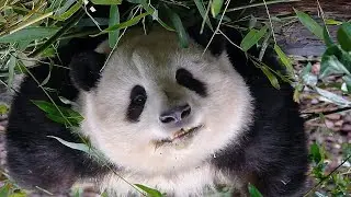 25.03.06 救命啊，花花笑眯眯的望过来，还扭来扭去的～