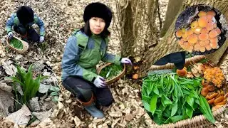 เก็บกระเทียมป่ารุ่นแรกของปีนี้ 2025 กับเห็ดเข็มทองป่า Mid January Foraging Wild Garlic & Enokitake..