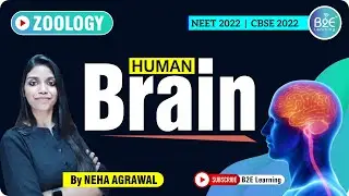 Neural Control & Coordination I NEET 2026 I NEET 2027 I CBSE 12th BOARDS I NEET BIOLOGY I NCERT✌️