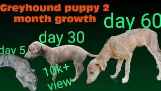 greyhound puppies growing up | from day 1 to 60 days | 2 month growth of greyhound puppy