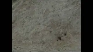Antler flies