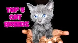 TOP 5 CAT BREEDS -  Vote for Your Favorite Cat! 🐱