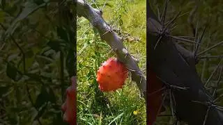Fruto de cacto da caatinga #caatinga #s&iacute;tio #cactos #caatinga