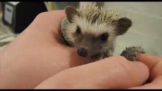 Hedgehog's first bath