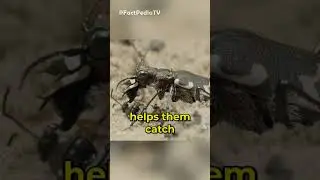 🏃&zwj;♂️ Tiger Beetles' Blinding Speed