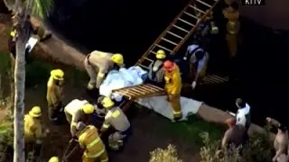 Raw: LA Zoo Worker Falls into Gorilla Habitat