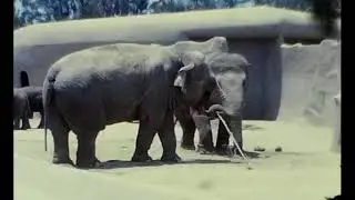 1950&rsquo;s San Diego Zoo - Vintage Footage Video