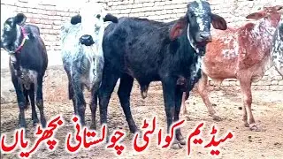 Cholistani Hiefers for Breeding & Qurbani | Ludden Cow Mandi Ke Pas Farm | Global Village Farming