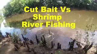 What Catches More River Fish? (Shrimp VS Cut Bait) Fishing Challenge (bowfin gar striped bass)