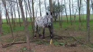 Spotted horse 🐴 