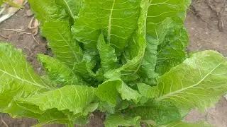 Washing Harvested Spinach🥦 & Making Natural Fertilizer