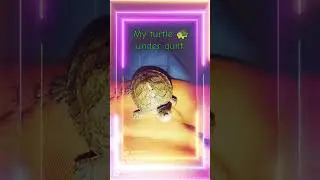 My turtle 🐢 under quilt