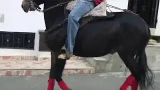 EL MEJOR PASO FINO