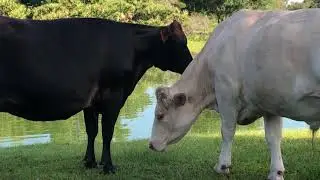 Happy Holidays from Florida Rescue Farm