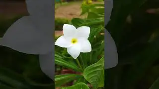 #Flowers #BloomingBeauty #FloralVibes #NatureInBloom #PetalPerfection #BlossomMagic #Garden #Shorts