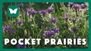 Planting Pocket Prairies