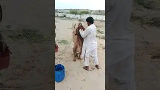 حاول رجلٌ في الرأس أن يجبر الجمل على الجلوس، لكن الجمل لم يجلس. جلس هناك متمسكًا بكلامه.