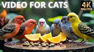 🔴 CAT TV NO ADS 🕊️ Frosty Morning Birds & Squirrels in the Garden 🐿️ Funny videos for cats 4K HDR