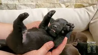 Labrador Puppies! From 2 to 7 Days Old