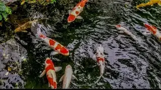 龍園 《 天水圍》2020-01-06