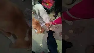#teri kaynat  mere khali hath#bejuban #animal lover#street dog#viral #street dogfeed#petlover #new#
