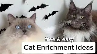 3 Easy DIY Cat Enrichment Ideas