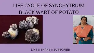 B.Sc. FIRST SEMESTER/M.Sc. BOTANY/LIFE CYCLE OF SYNCHYTRIUM/ BLACK WART OF POTATO