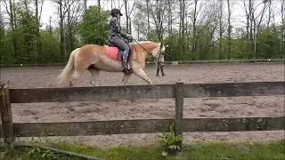 Second dressage lesson with haflinger April for Petra de Jong