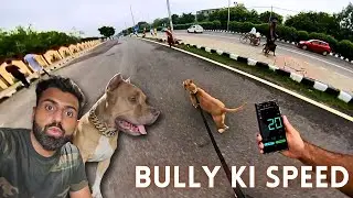 Ek pitbull kitna tez bhaag sakta hai ! Pitbull dog training hindi with Aman and Bully