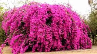 Bougainvillea flowers (HD1080p)