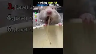Ranking The Funniest Hamster Moments Of All Time 🐹😂