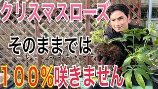 【古株のクリスマスローズ】再び咲かせる方法を実践解説します！【園芸】【ガーデニング】
