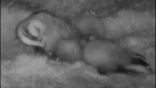 New Forest Explorers Guide - Badger cubs are ready for bed and won't be seen again during this night