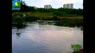 Утка Играется с Собакой (HD2012)