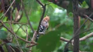 Eurasian Hoopoe  (Upupa epopee) P1077616  4K