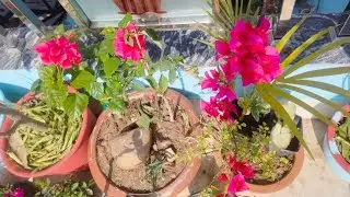 10 ऐसे पौधे जिनको आप फरवरी में आसानी से कटिंग से लगा सकते हैं 😍💐