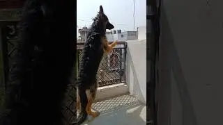 nahane ka darr 😂 #doglover #germanshepherdindia #viralvideos #gsd