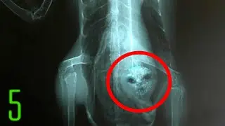 5 Most Terrifying Alien Experiments on Humans