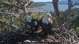 Welcome back home, Jackie and Shadow!  🤸&zwj;♂️🤗😊🦅🦅| 10.26.25
