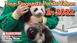 Most Popular Panda Videos Of CCRCGP In 2022 On iPanda | iPanda