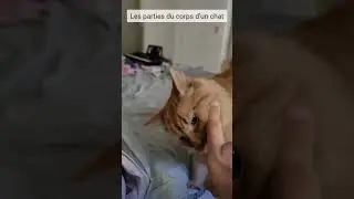 CAT BODY PARTS - VOCABULARY 🐱