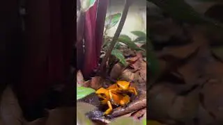 Phyllobates Terribilis Orange Blackfoot calling