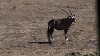 Hunting Gemsbok with Bow in South Africa