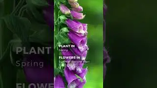 Foxgloves - Plants In Focus With Petalberry Garden
