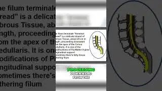 Filum Terminale: Anatomy, Function, and Clinical Significance #shorts
