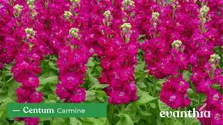 Matthiola Trials 2024 Netherlands