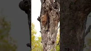 lion stalking leopard sleep in tree